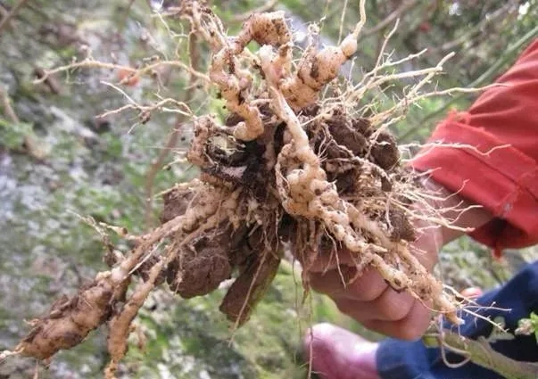 防治根结线虫就用这两个小技巧，简单高效！