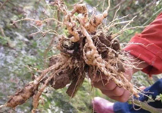 实用型根结线虫防治技术，赶快收藏起来吧！