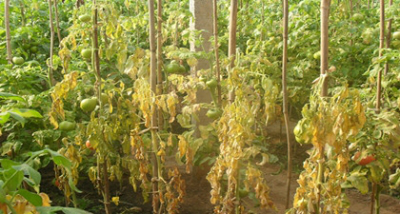 关于番茄根结线虫防治有了好办法