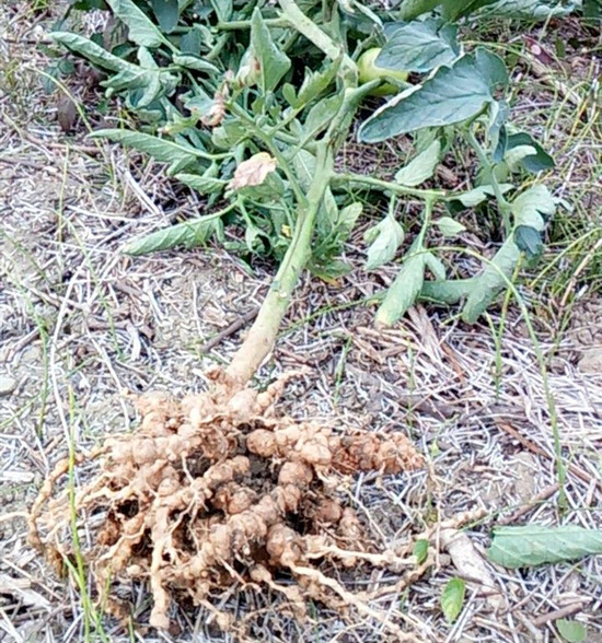 番茄根结线虫