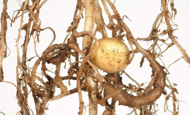 土豆根结线虫如何防治？用什么药治疗效果好？