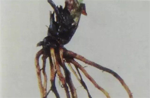 草莓根腐病