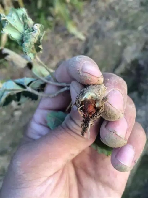 草莓根腐病