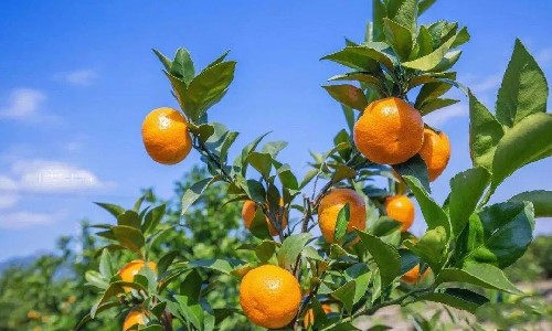 柑橘稳产高产，清园后管理是关键！
