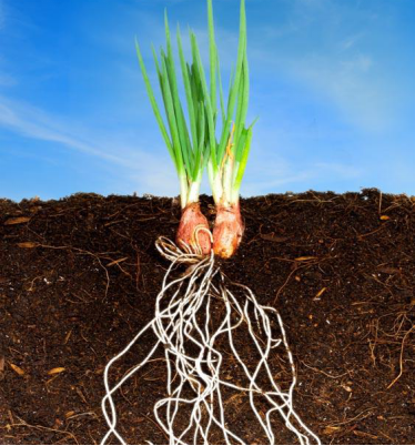 生根容易养根难，一招让你的作物高产！
