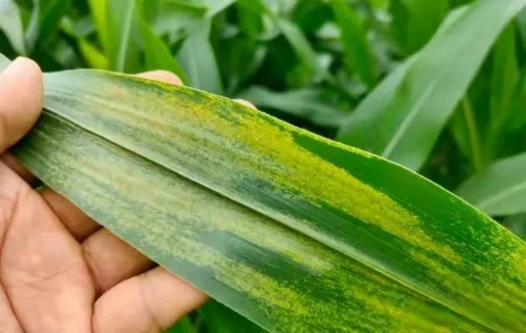 高温高湿！玉米褐斑病多发，如何有效防控？