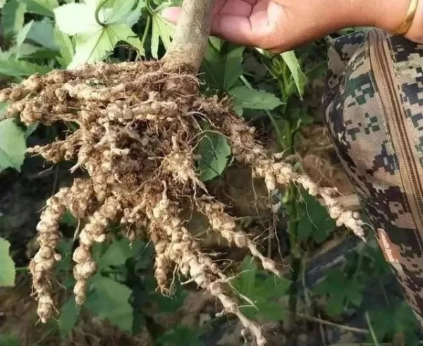 大棚蔬菜根结线虫年年防，年年狂，为啥老是治不住？